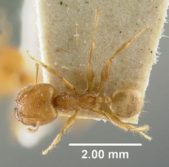 Media type: image;   Entomology 20743 Aspect: habitus dorsal view